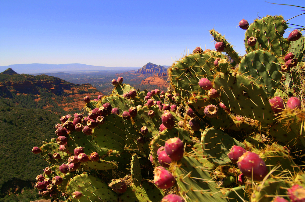 Group Sedona Airbnb