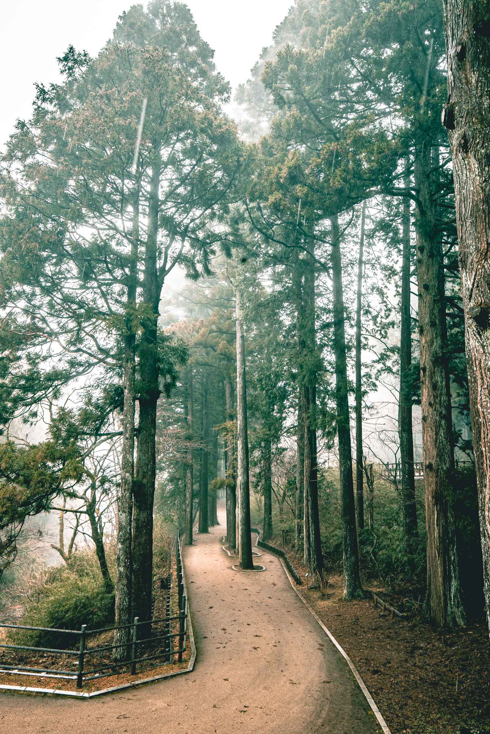 Hakone, Japan Suginamiki Japanese Cedar 2020