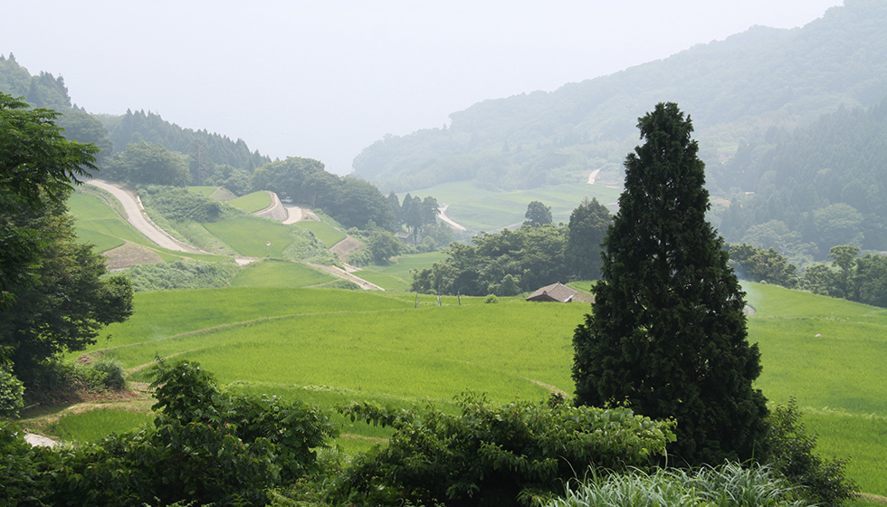 Iwakubi Shoryu Tanada - Rice Terraces, Sado Island