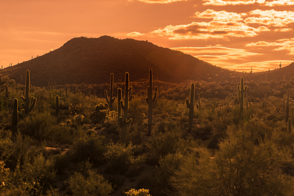 Luxury Scottsdale Airbnbs