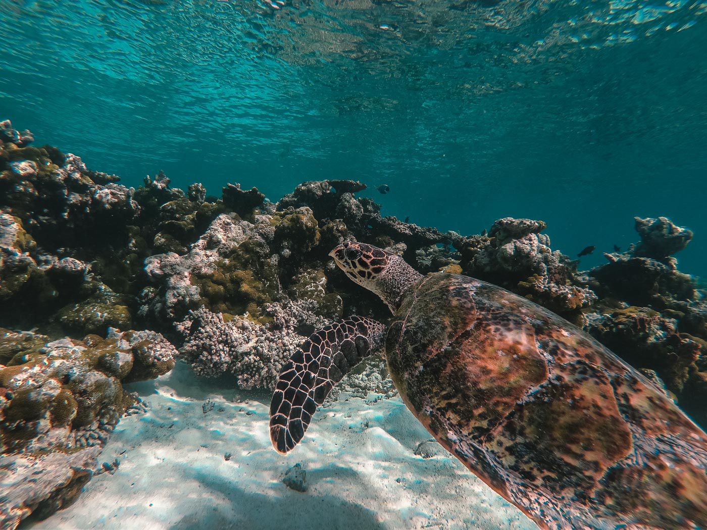 Maldives Liveaboard Turtle Diving