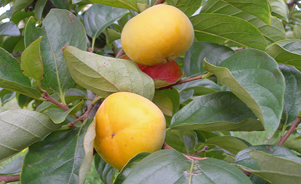 Sado Island Fruit
