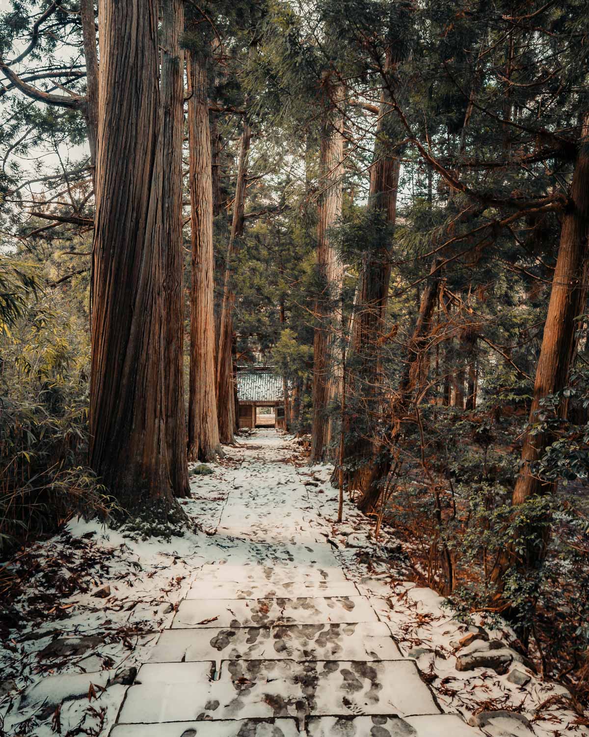 Sado Island, japan trees