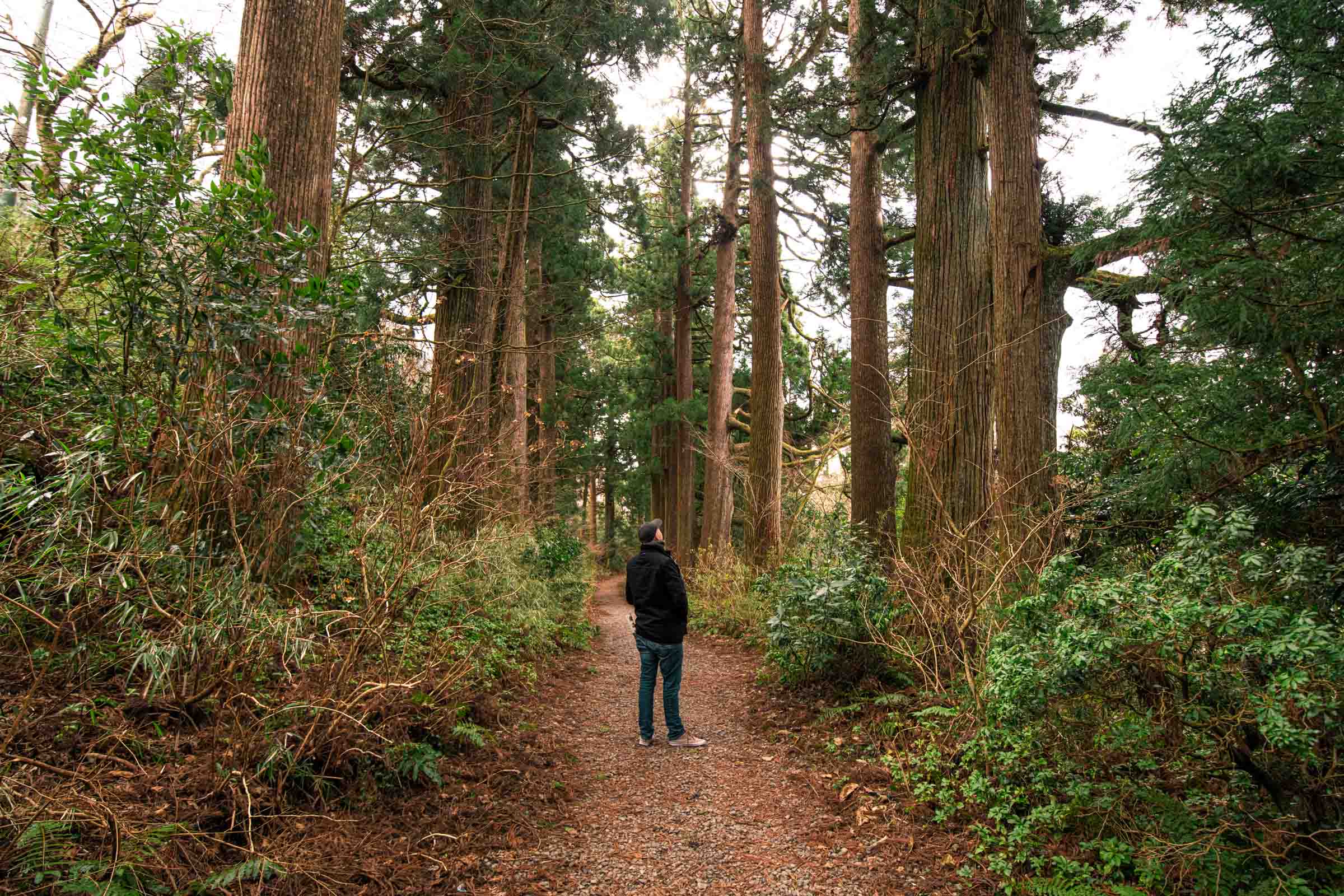 Suginamiki Japanese Cedar - Hakone, Japan