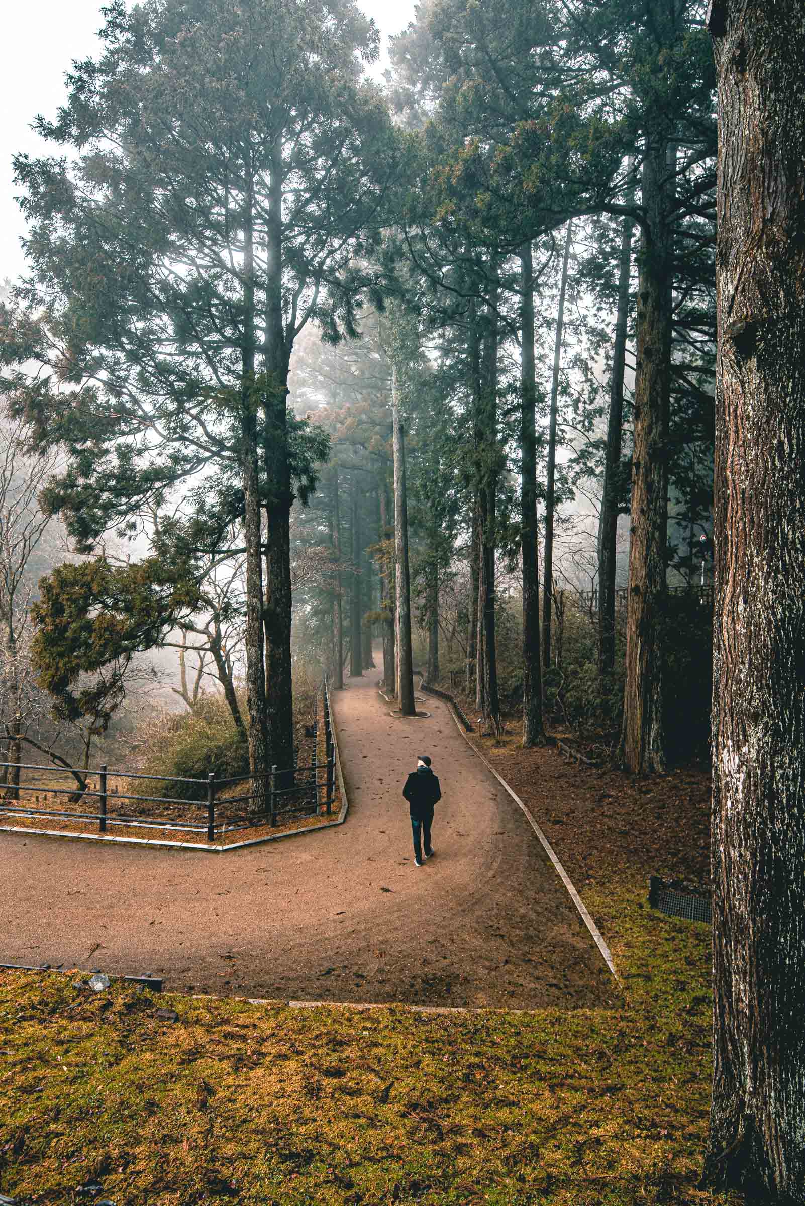 Suginamiki Japanese Cedar Walk