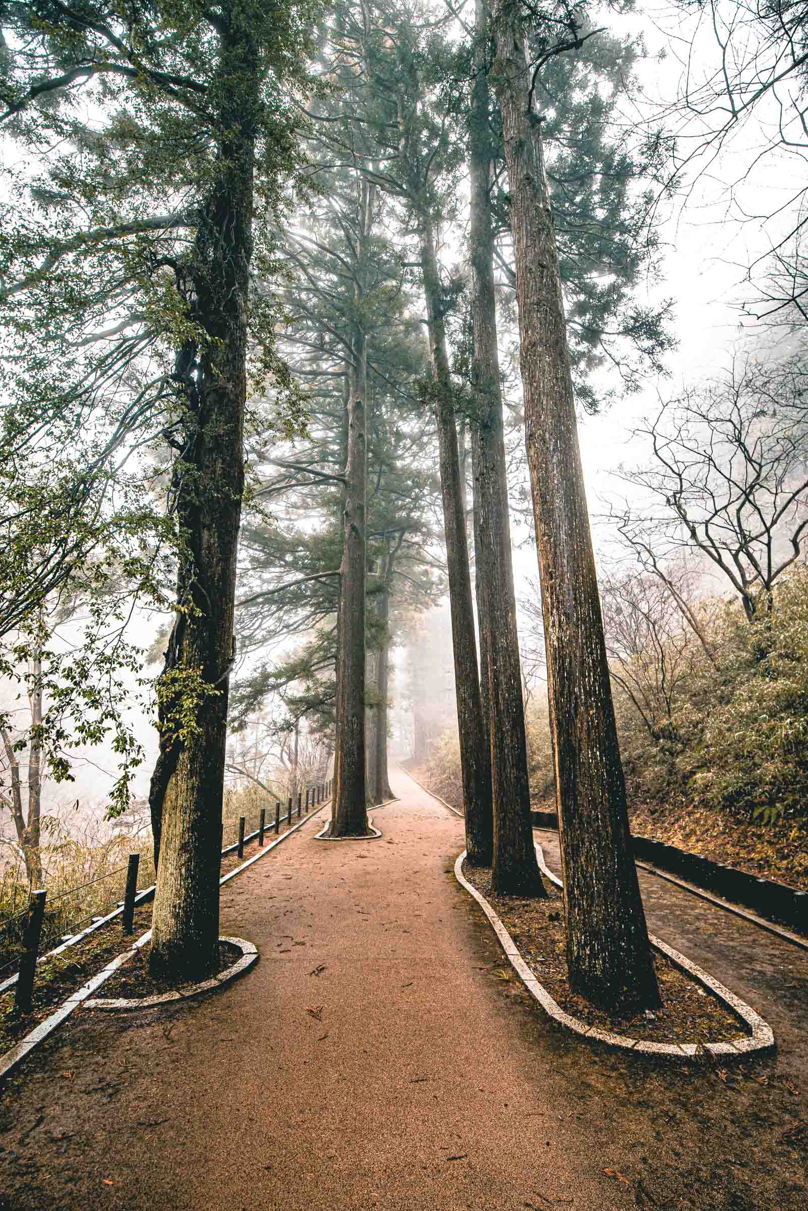 Suginamiki Japanese Cedar in Hakone, Japan