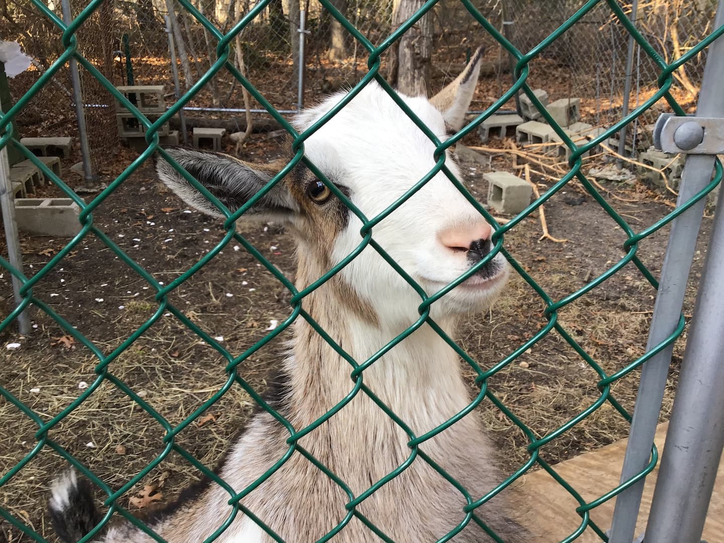 The Goat Experience - Cape Cod Airbnb Experience