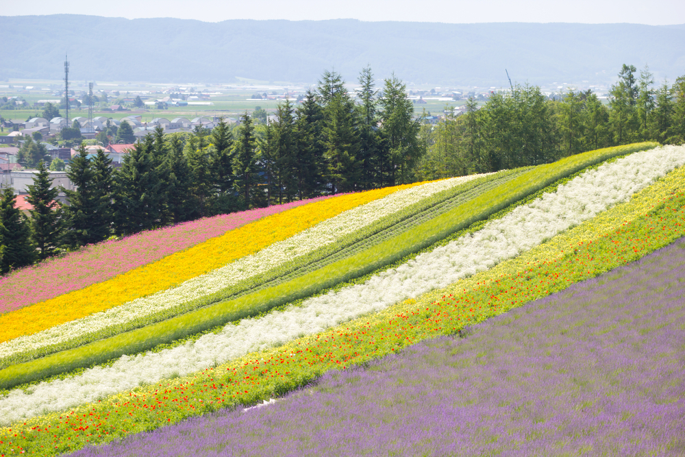 Things to Do In Furano