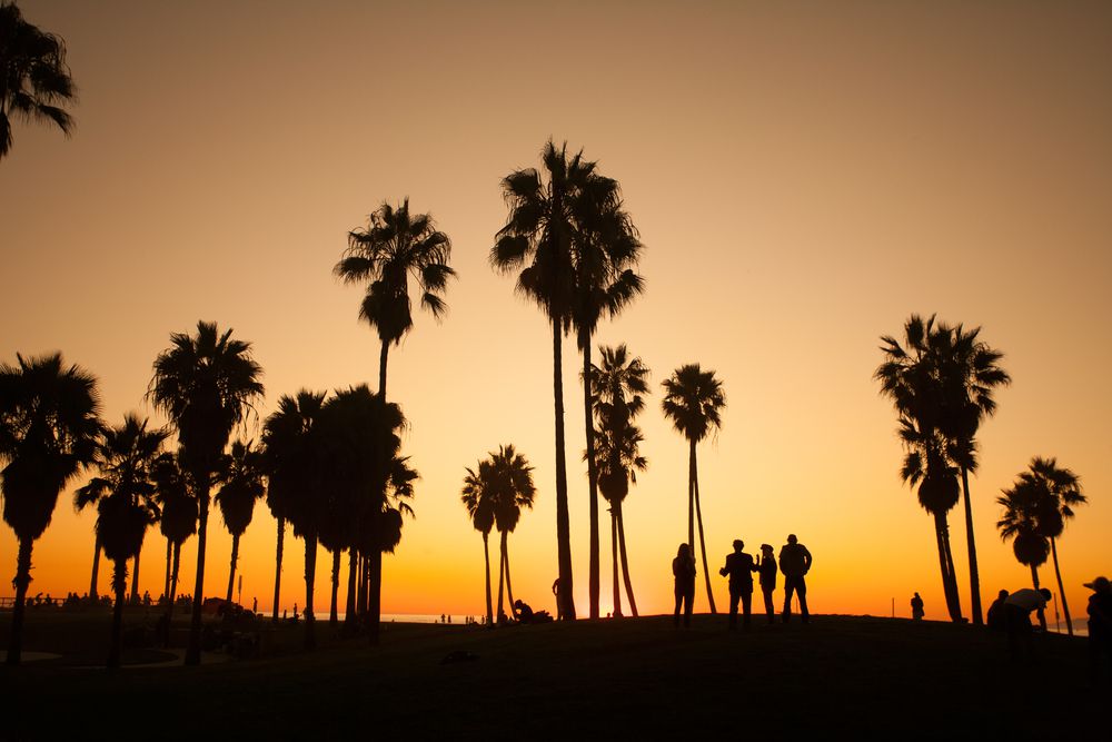 Los Angeles Palm Trees