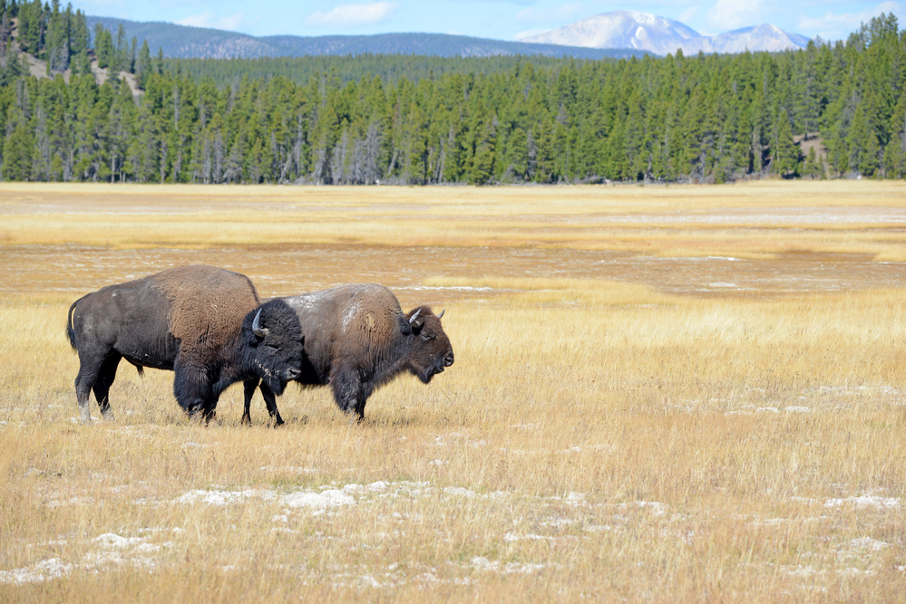 Cheap Glamping in Montana