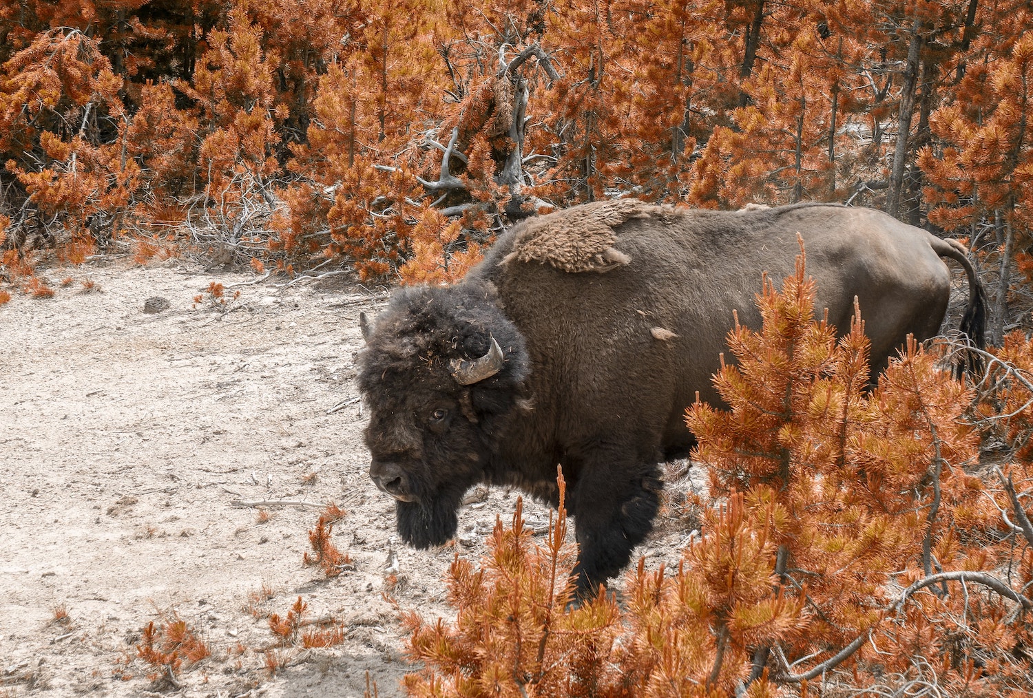 Bison in yellowstone national park