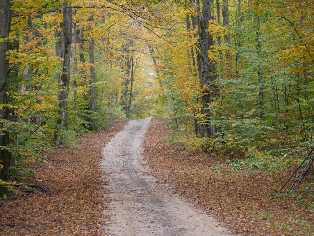 Michigan Woods