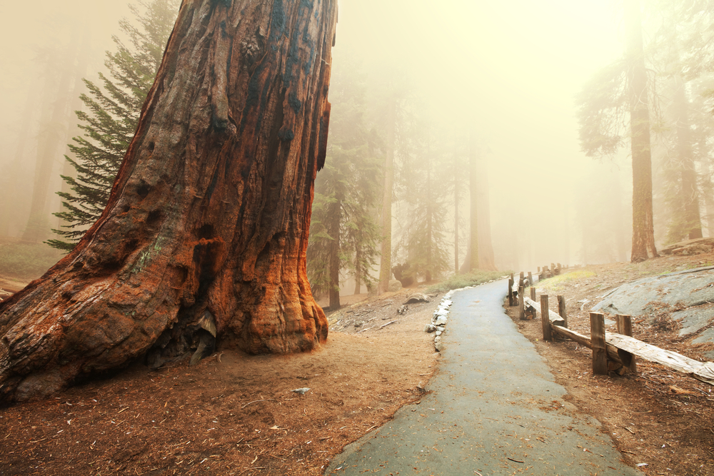 Yosemite Rentals