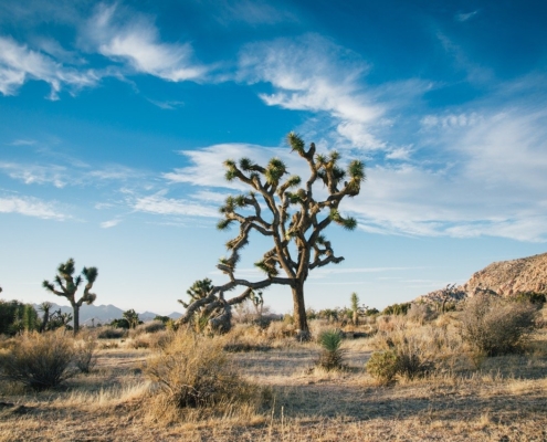 Joshua Tree National Park