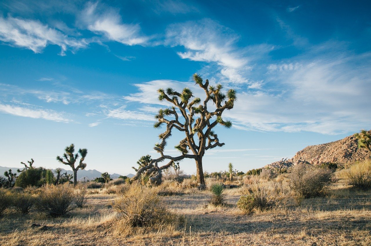 Joshua Tree National Park