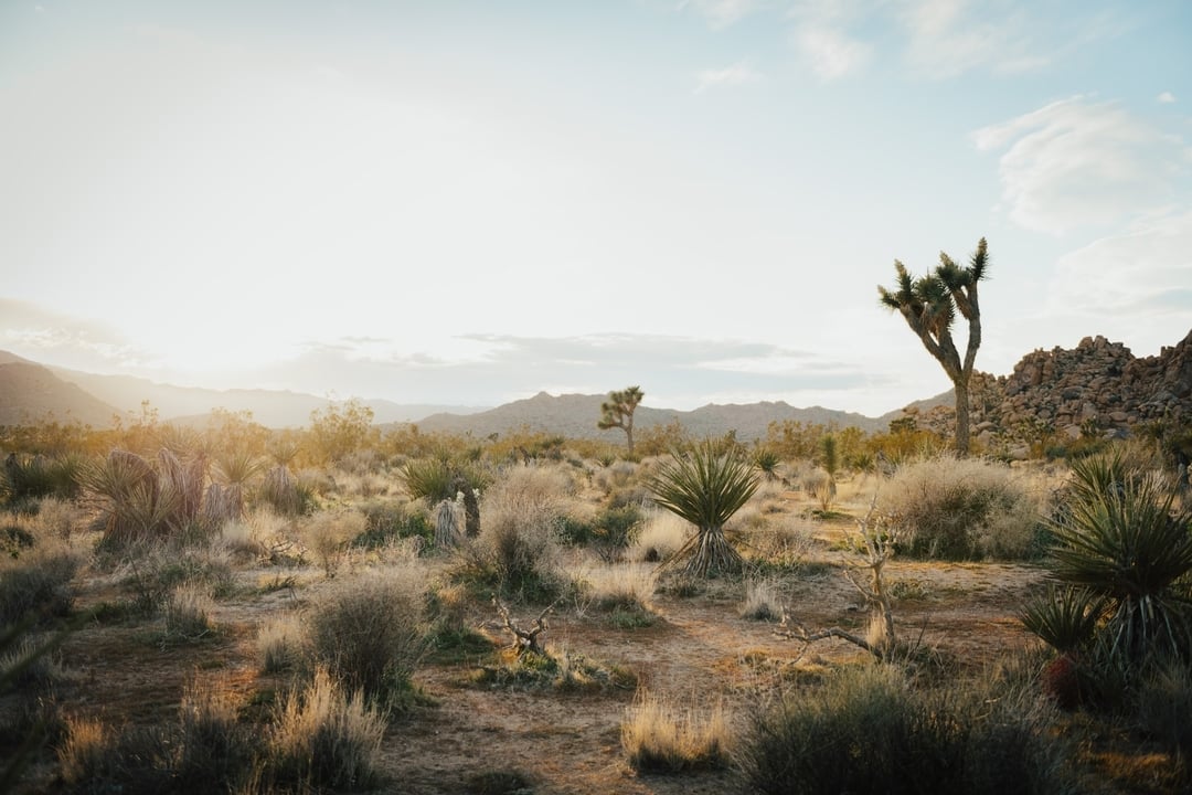 Joshua Tree desert with soft light