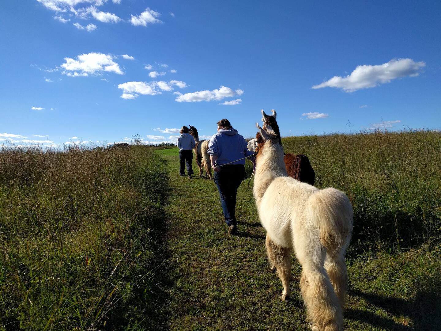 Nature Walk with Llamas- Airbnb Experiences in Charlottesville VA