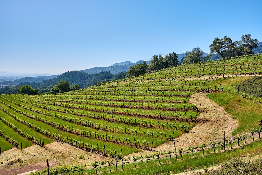 Vineyards in California, USA