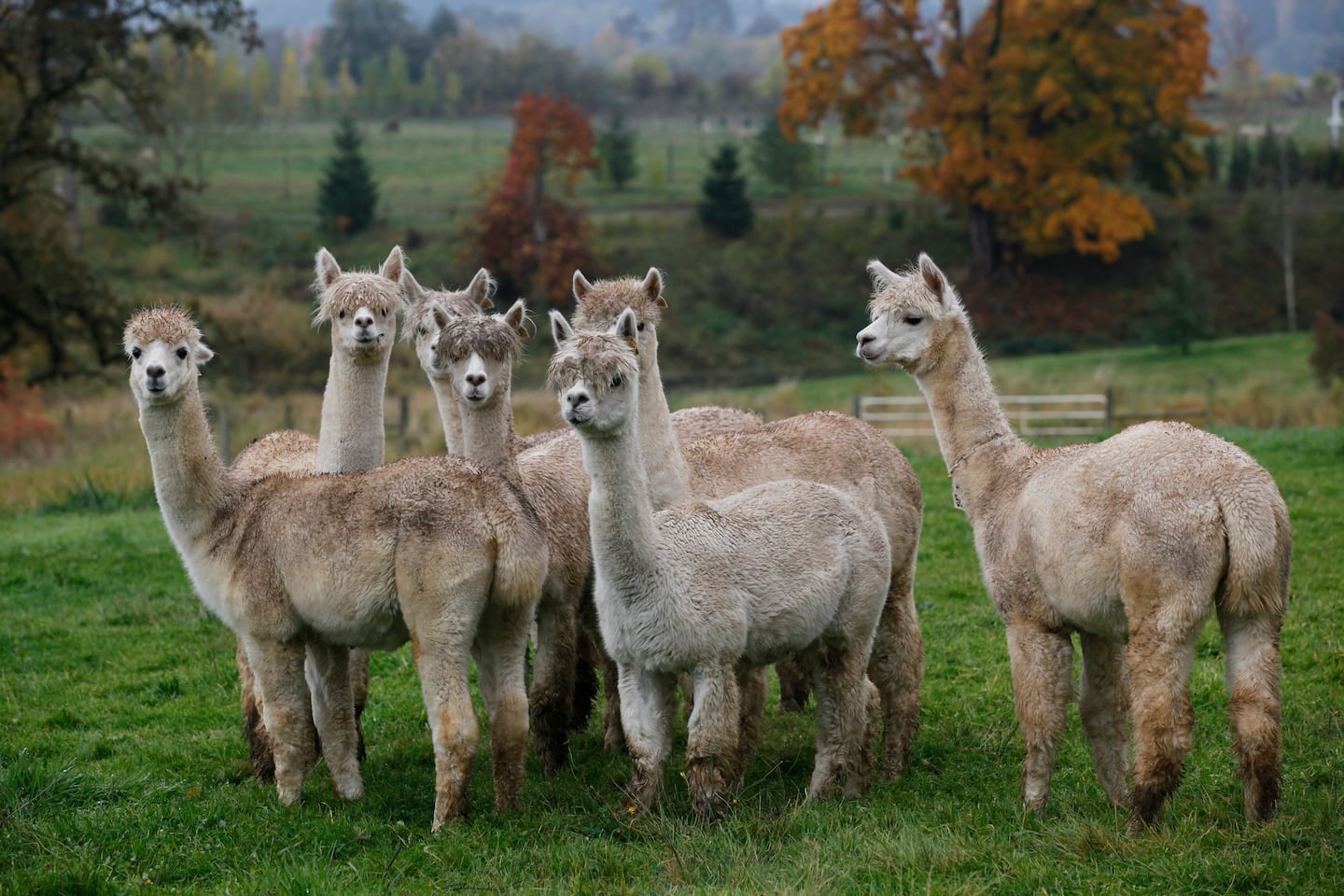 Alpaca Farm