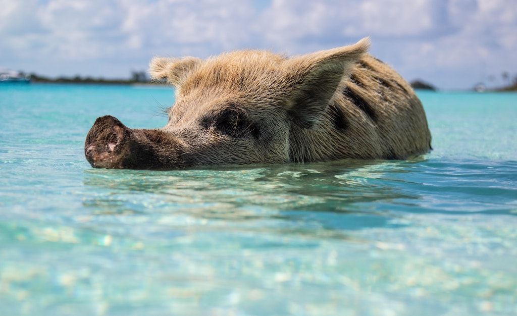 Bahamas Swimming Pig