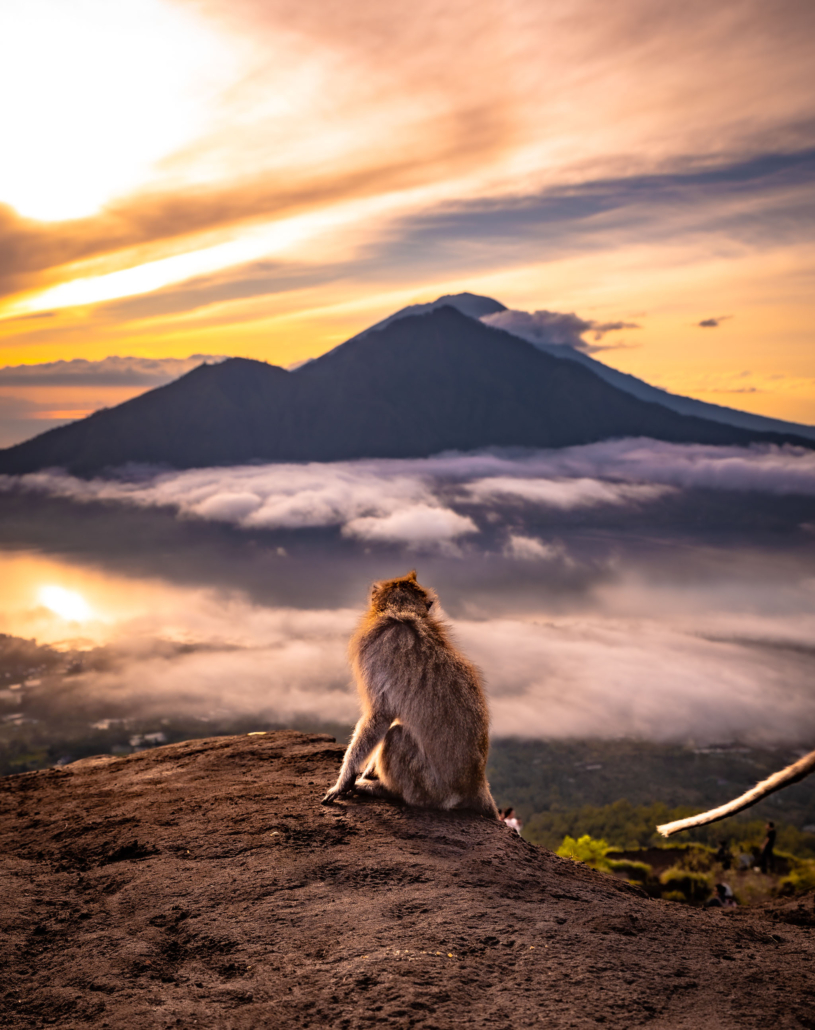 Monkey on Mt Batur Sunrise