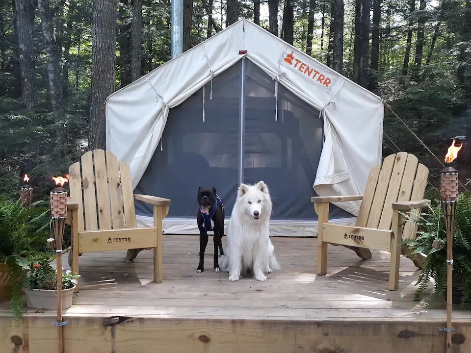 Dogs in front of Glamping Tent 