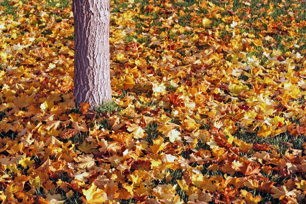 Fall in Fort Collins, Colorado