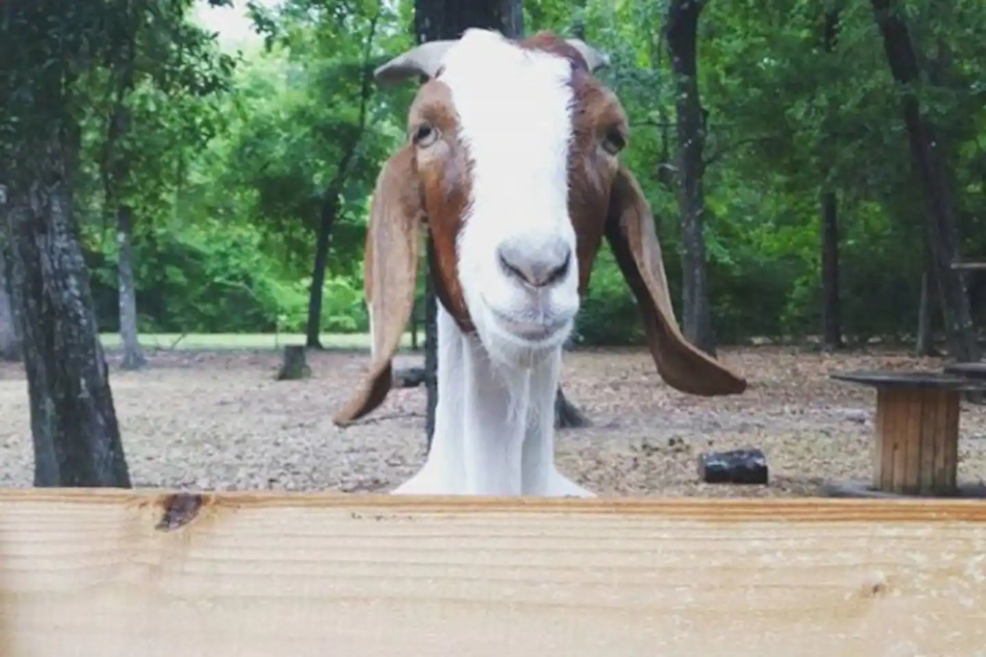 Goat House Farm Glamping Florida