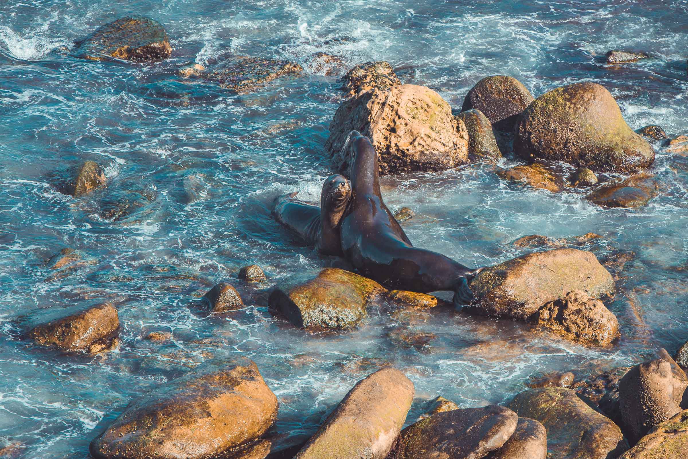 La Jolla Seals