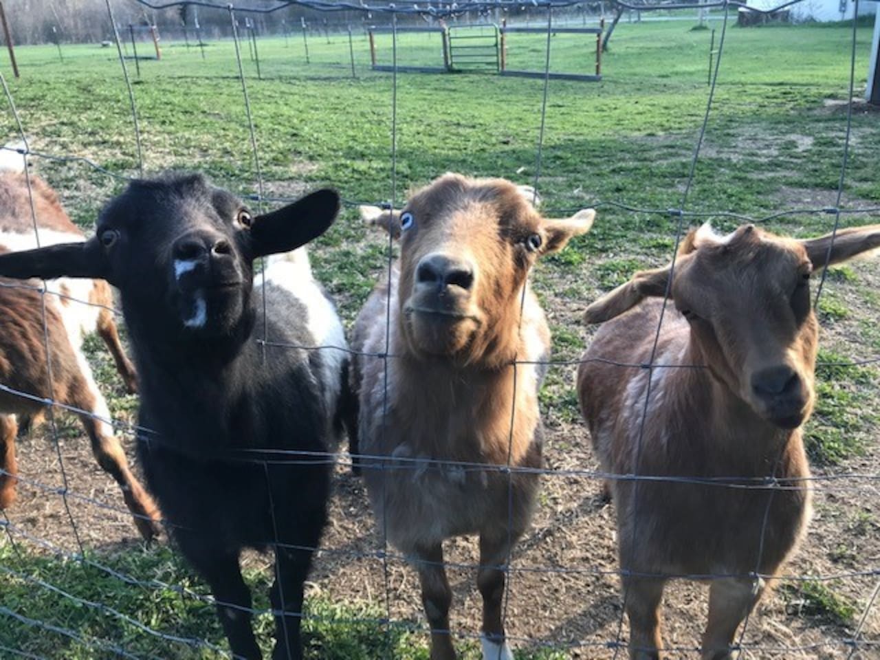 Fainting Goats of Flathead
