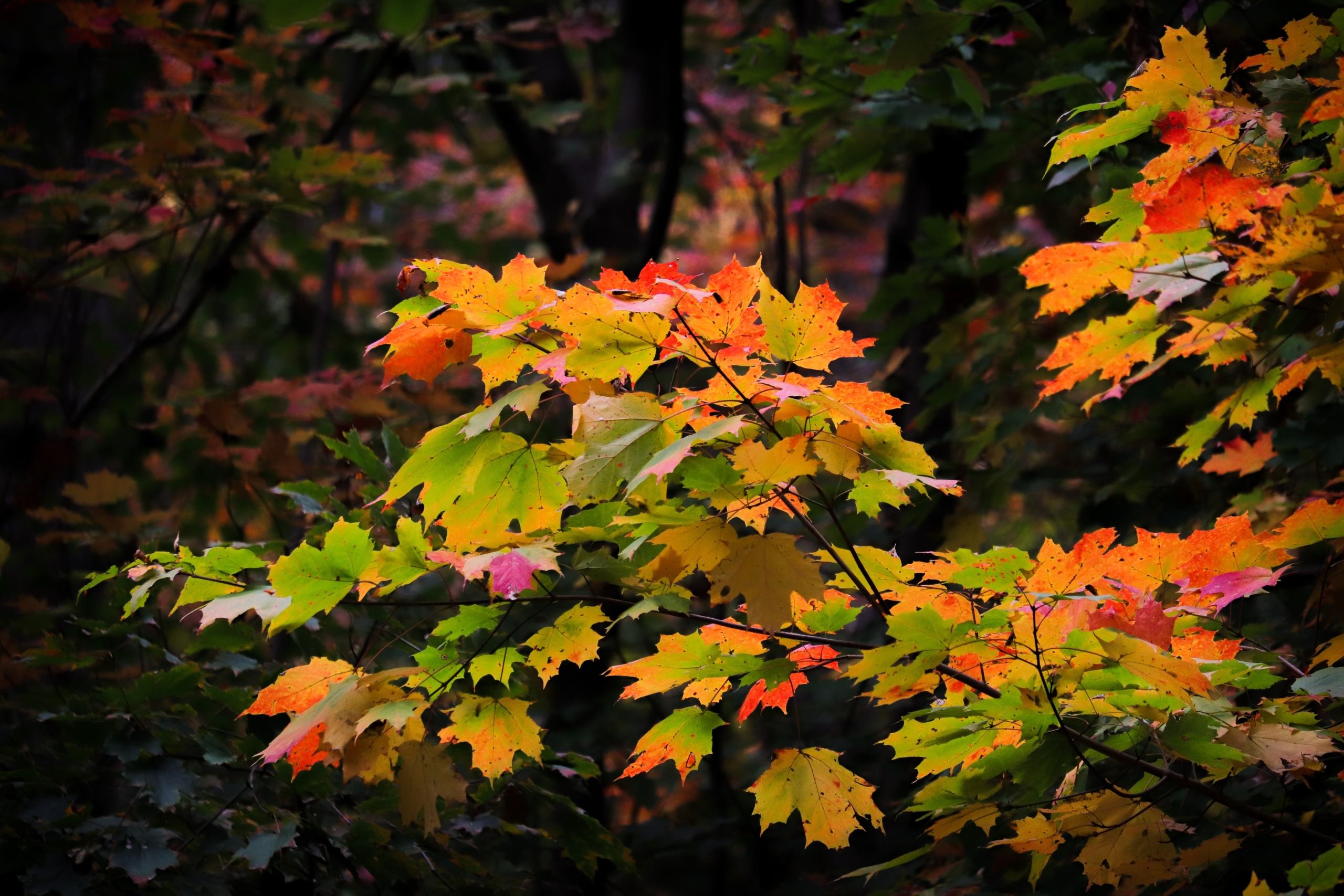 new jersey fall foliage 2020