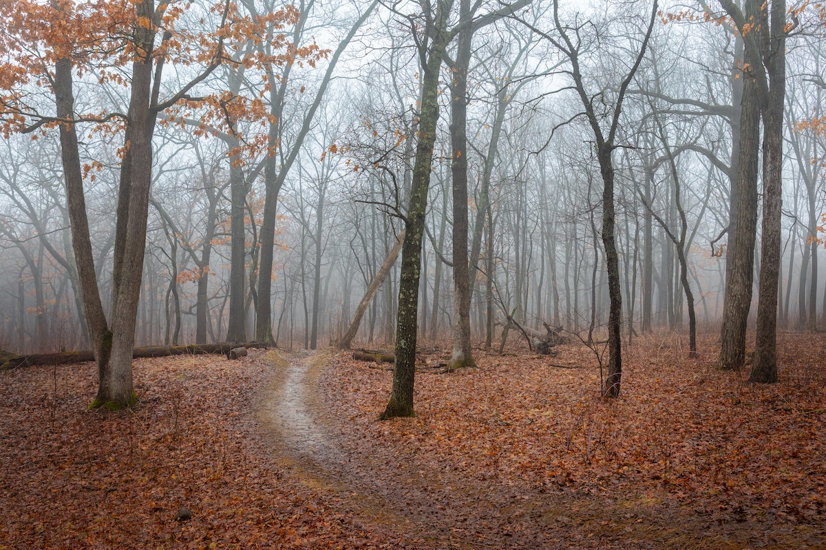 Wisconsin Trees