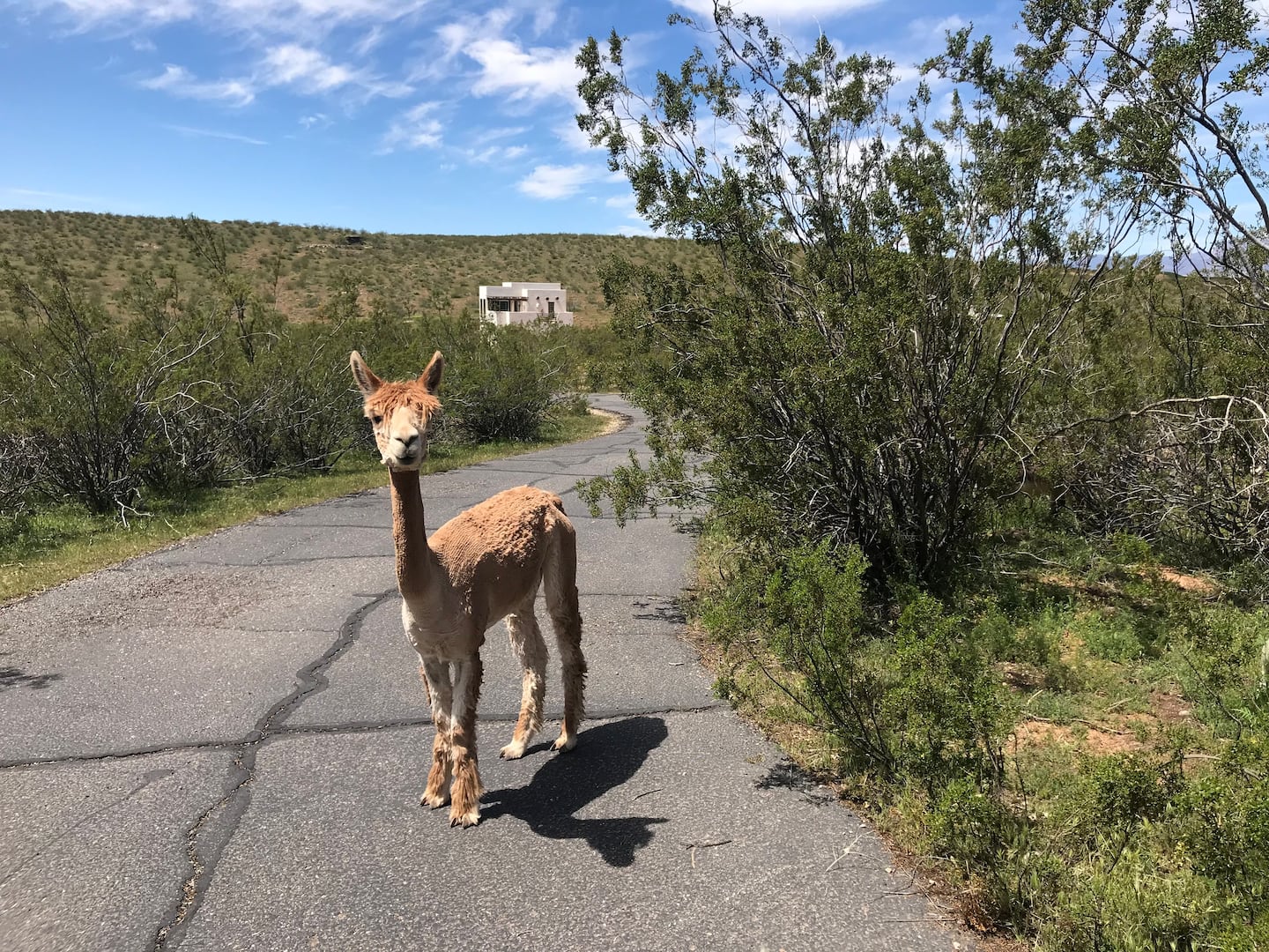 Zion Alpacas Country Casita Utah