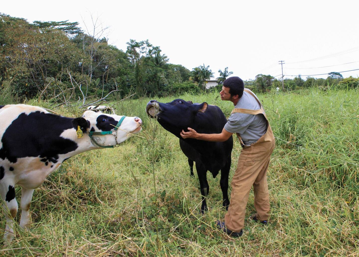 Cow Cuddle Therapy - Airbnb Experiences in Oahu