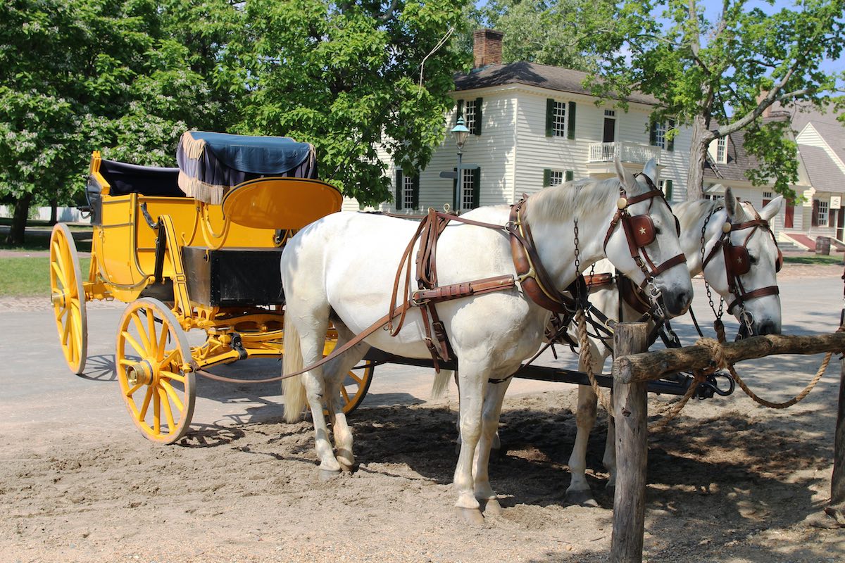 Two white horses with a yellow carriage standing in the street of Colonial Williamsburg, Virginia, USA