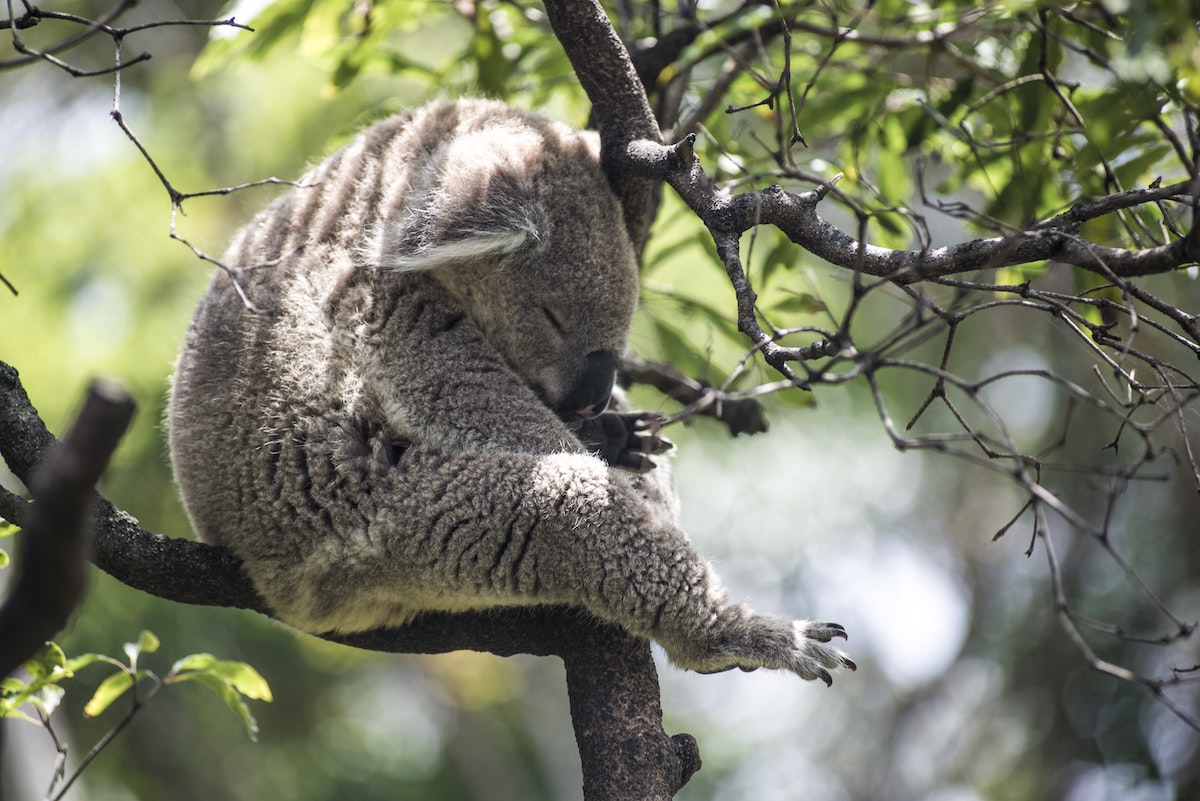 Taronga Zoo Koala