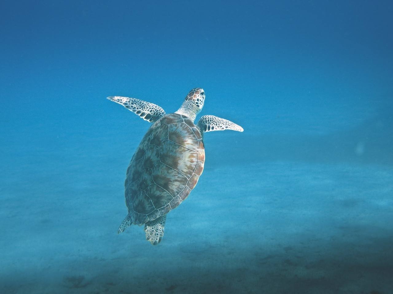 Scuba Caribbean Liveaboard