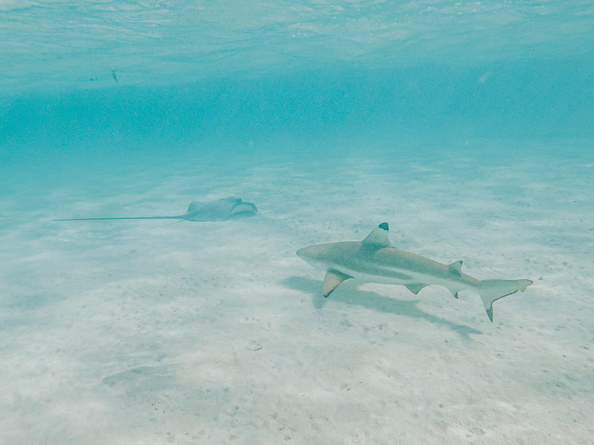 Swimming with Sharks and Sting Rays in Mooreav