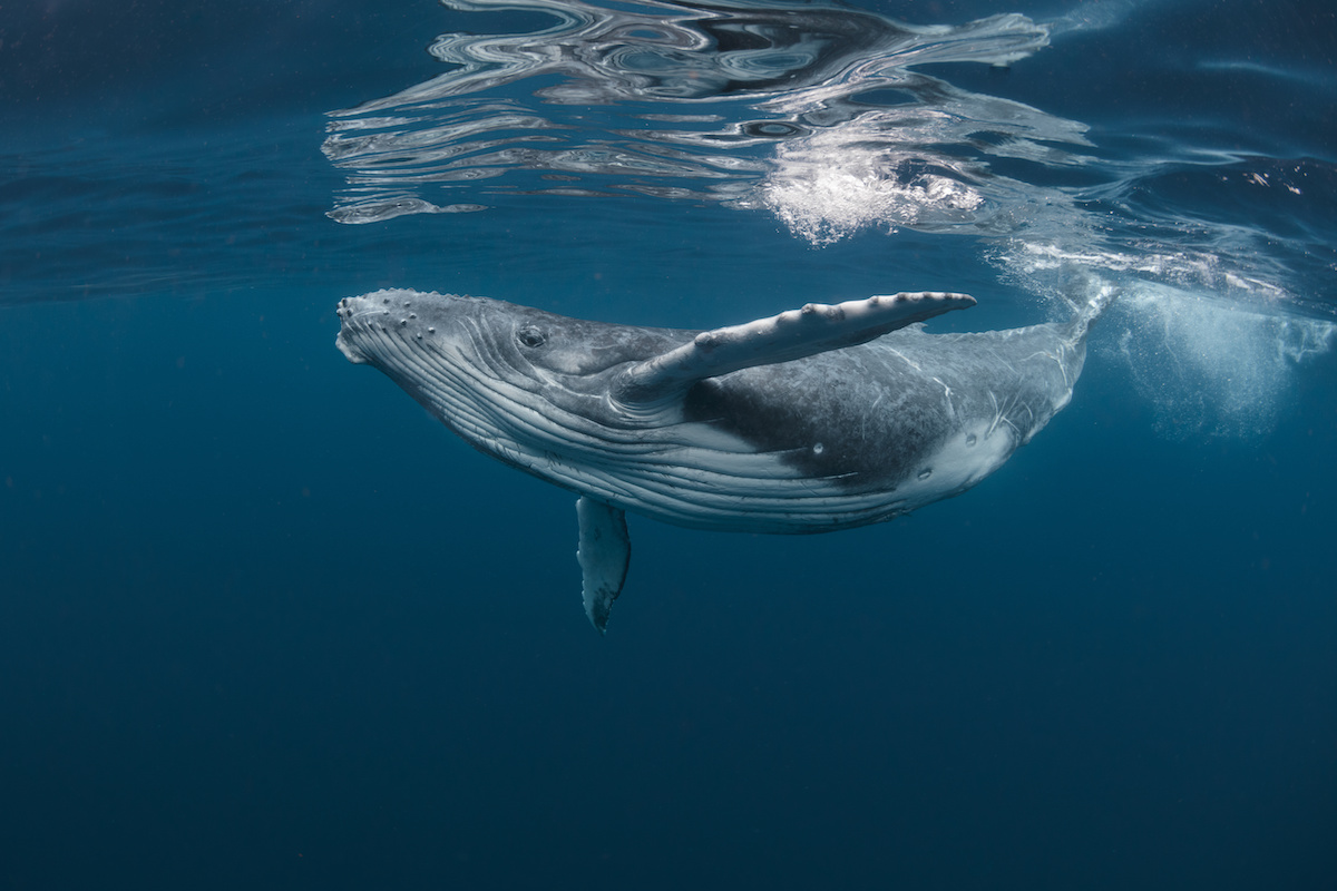 Swimming with Whales in Moorea