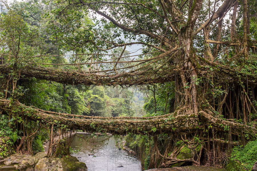 Jingmaham Living Root Bridge