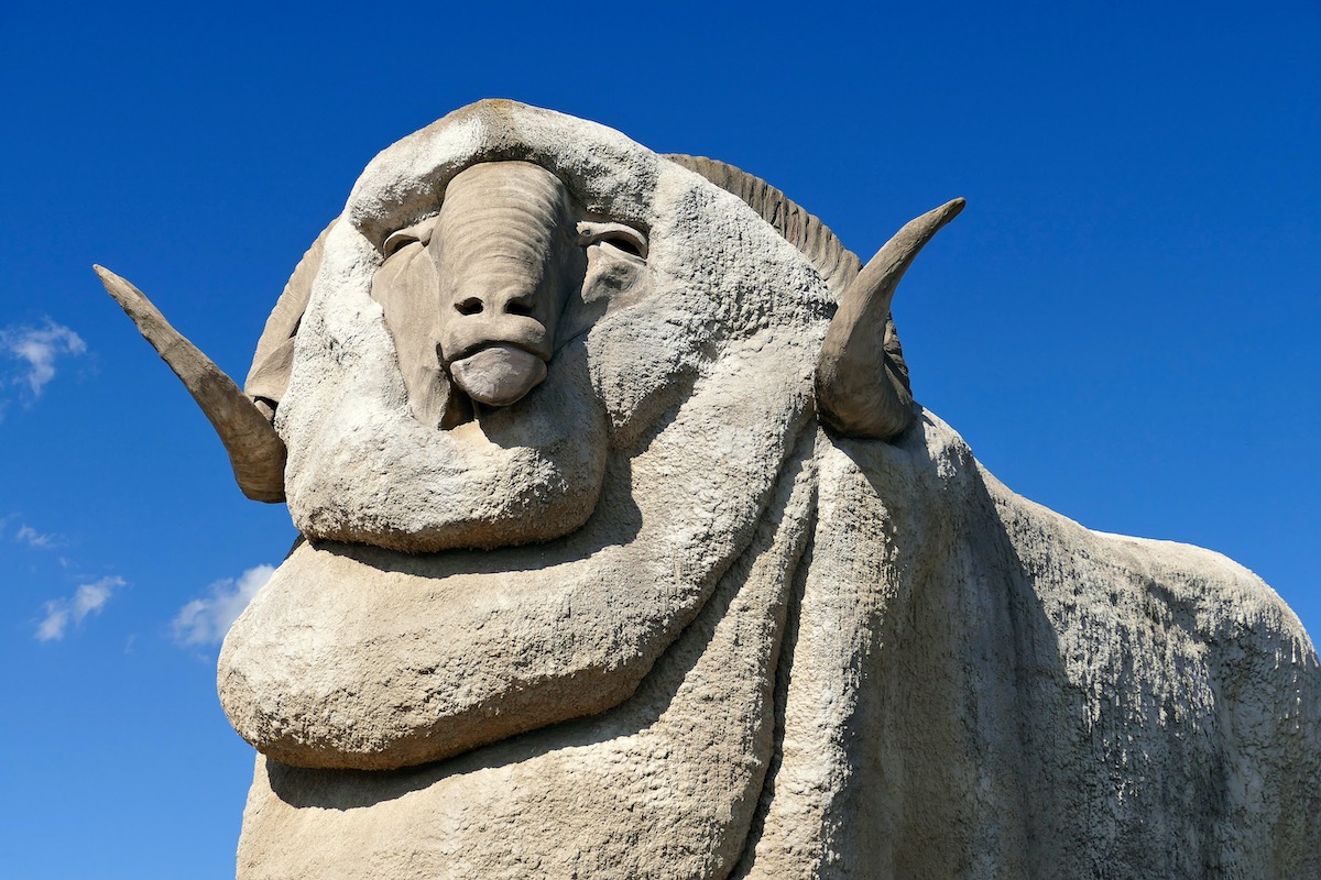 The Giant Merino Ram