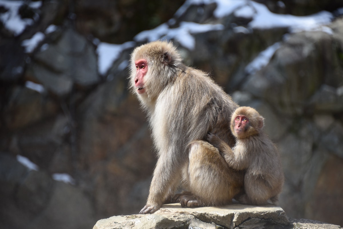 Jigokudani Monkey Park