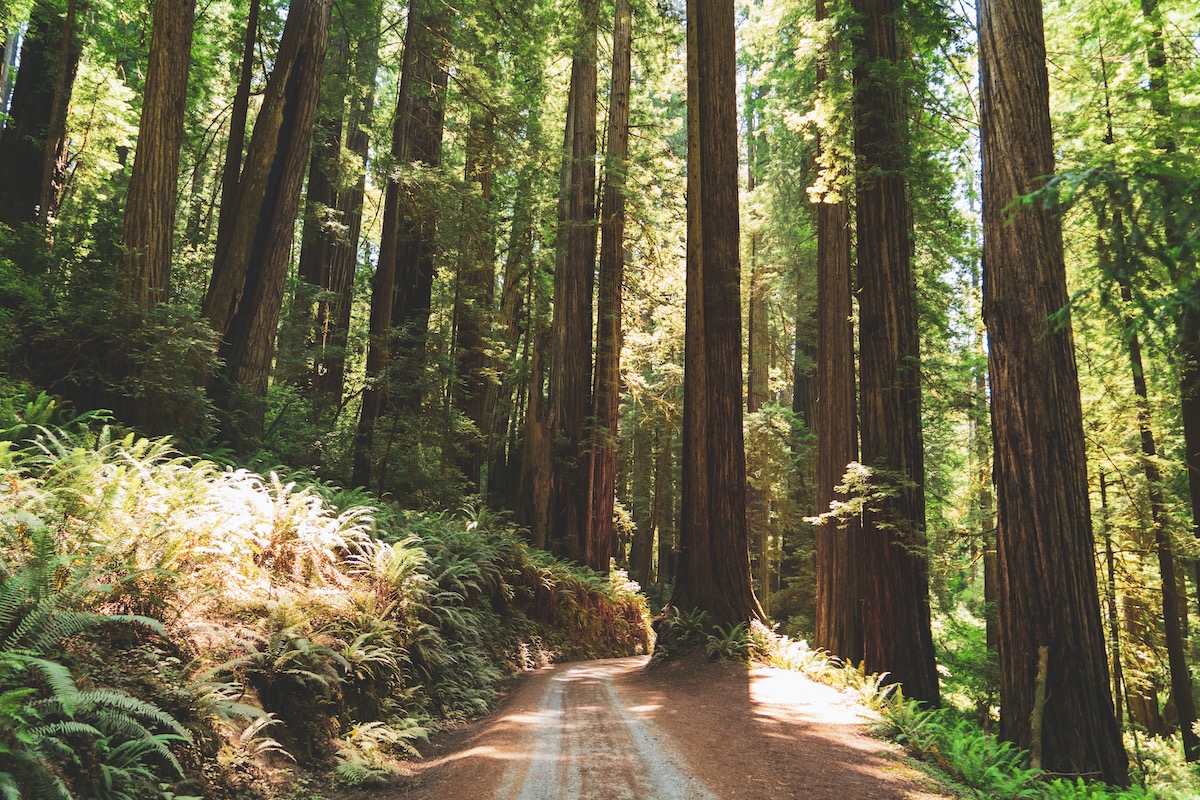 Redwood National and State Parks