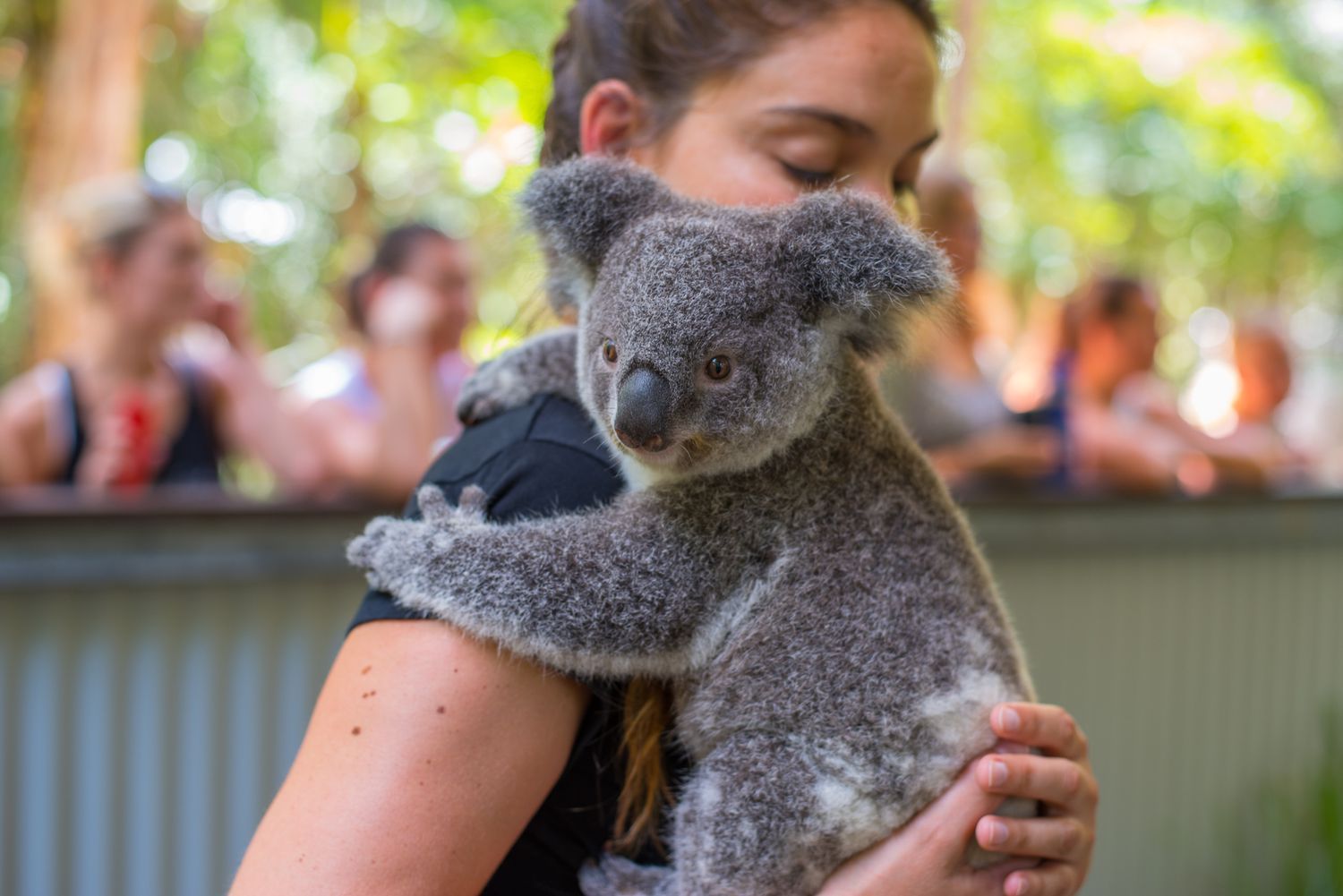 Koala in Australia