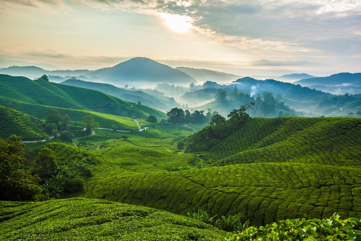 Boh Tea Plantation