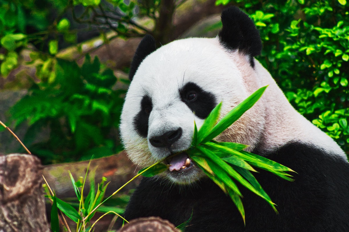 Dujiangyan Panda Base - China