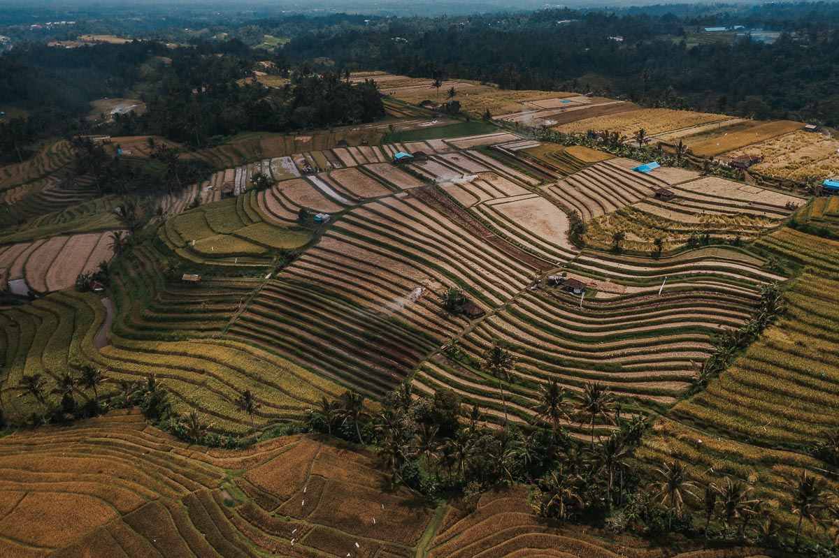 Jatiluwih Rice Terrace - Famous Places to Visit in Indonesia