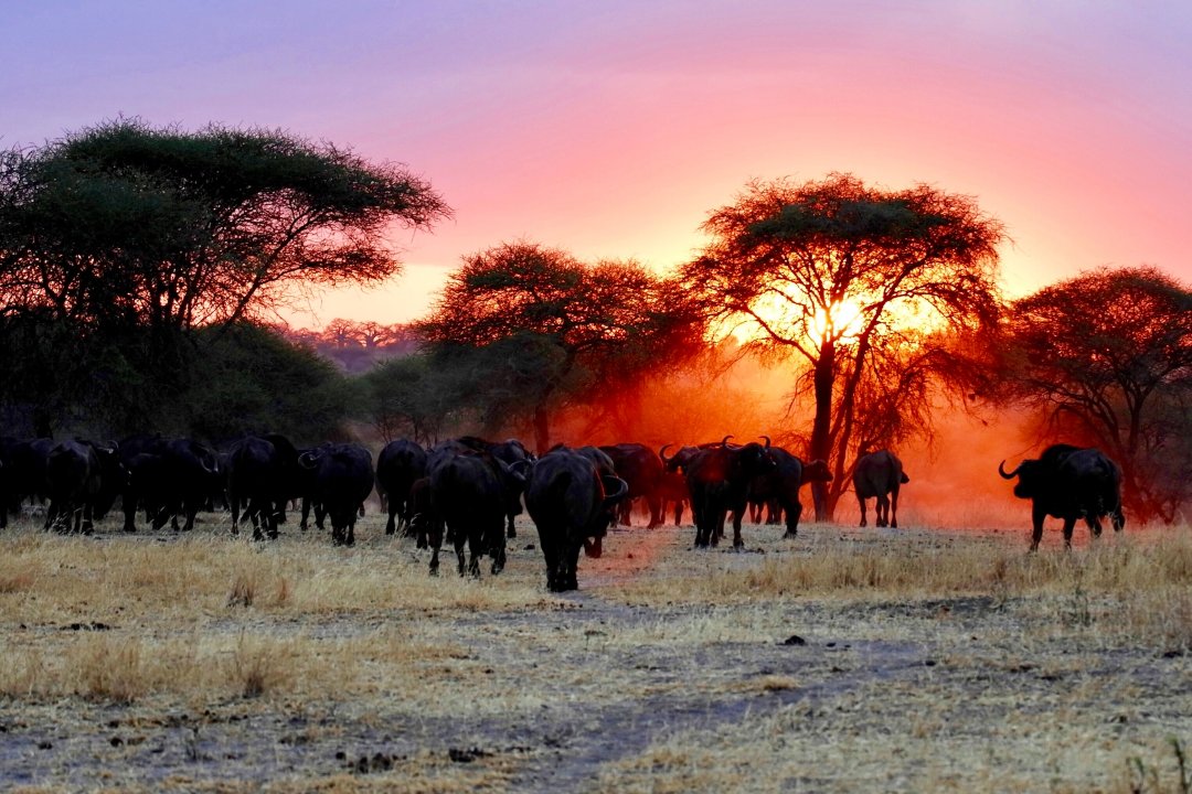 tarangire national park arusha tanzania