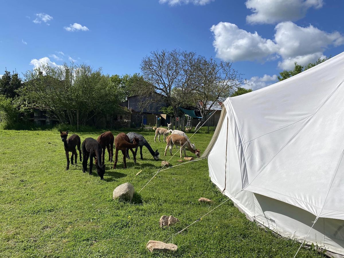 La Petite Ferme d’Alpagas Sanzay