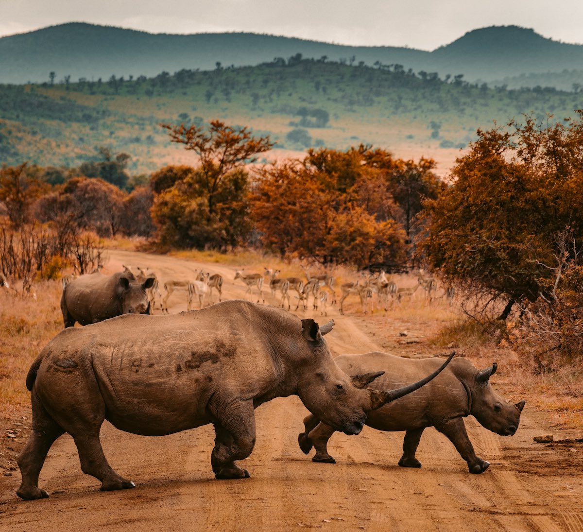 Safari Glamping in South Africa